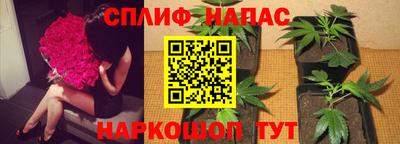 крисы Майкоп